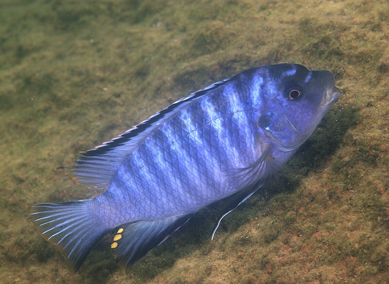 Petrotilapia mumboensis 'Mumbo Island'